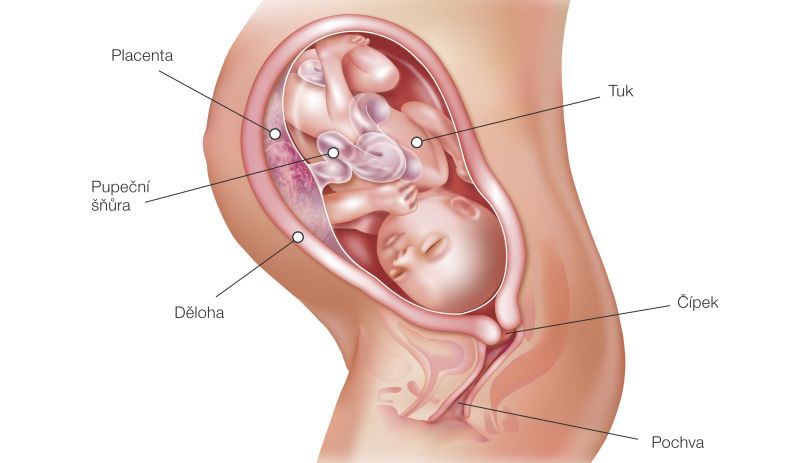 Fotografie (34. týždeň tehotenstva: Vývoj plodu a tehotenské zmeny)